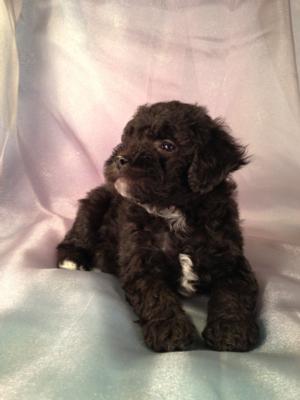 Male Black and white Bichon Poodle Puppies for sale Born April 5th 2013|Bichon poodle Breeders in Illinois and Wisconsin are welcome buyers at Purebredpups! 4
